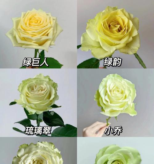 世界上有多少种玫瑰品种？如何区分不同玫瑰品种？