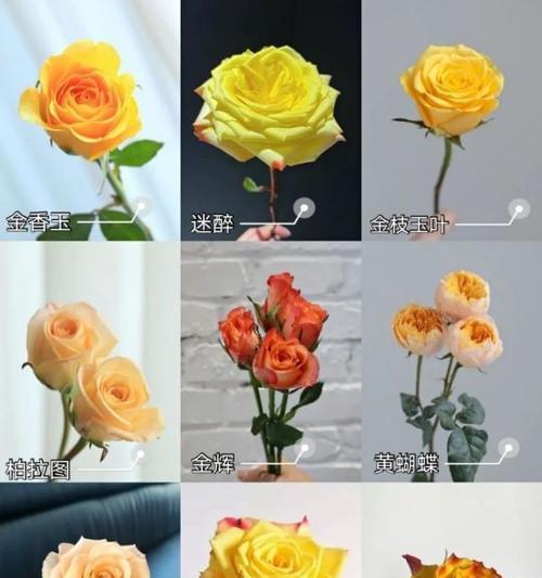 世界上有多少种玫瑰品种？如何区分不同玫瑰品种？