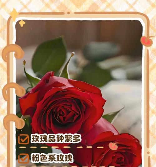 世界上有多少种玫瑰品种？如何区分不同玫瑰品种？
