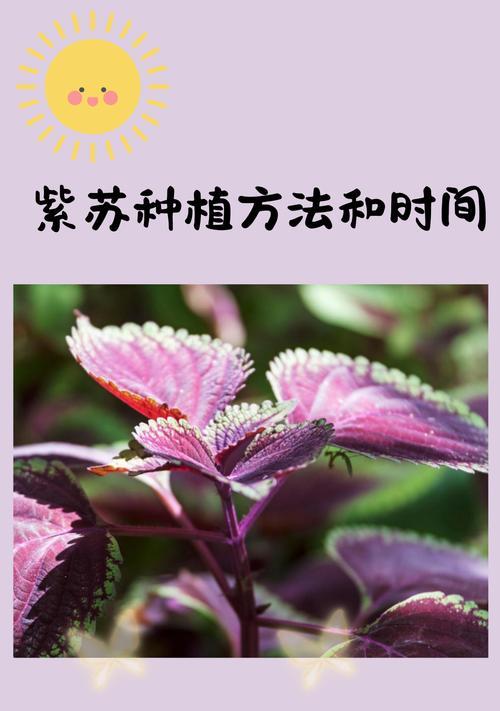 花盆紫苏的最佳种植时间是什么时候？种植后如何管理？