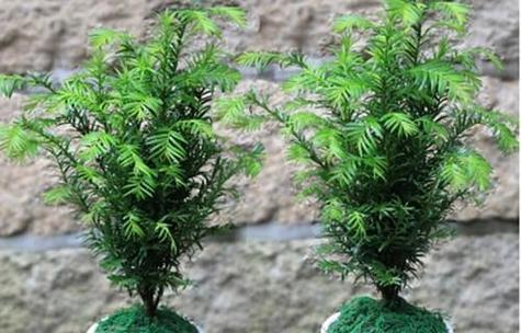 家门口种植哪些盆景最为适宜？如何选择适合家门口环境的盆景？