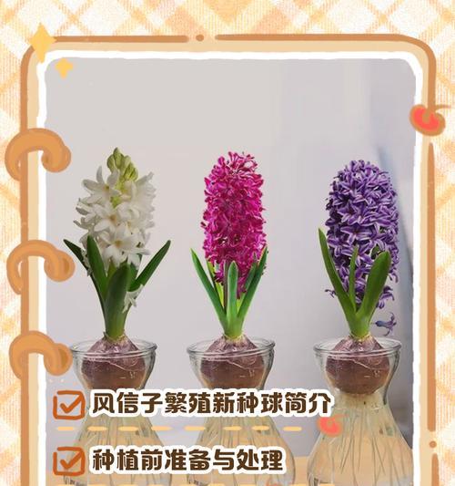 水养风信子的方法是什么？水养风信子需要注意什么？