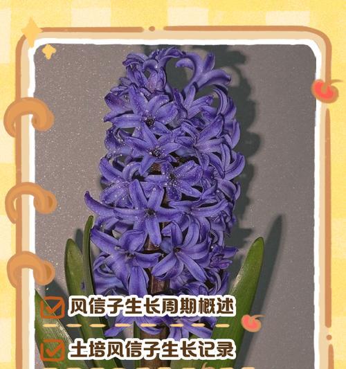 水养风信子的方法是什么？水养风信子需要注意什么？