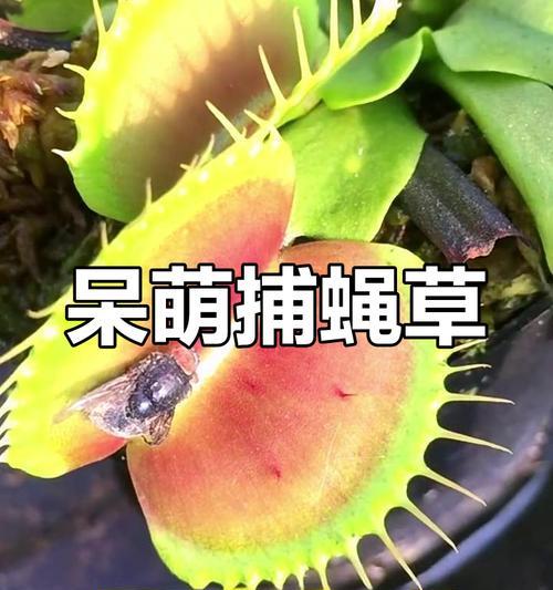 捕蝇草冬季养护需要注意什么？如何安全过冬？
