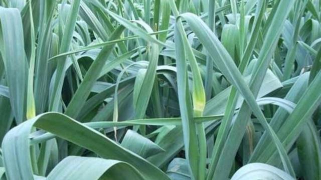 爱之蔓球茎种植的步骤是什么？
