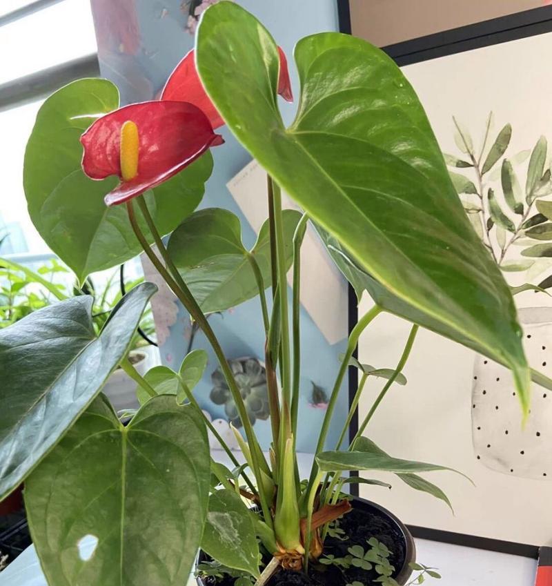 红掌花卉的养殖技巧有哪些？如何保持红掌鲜艳？