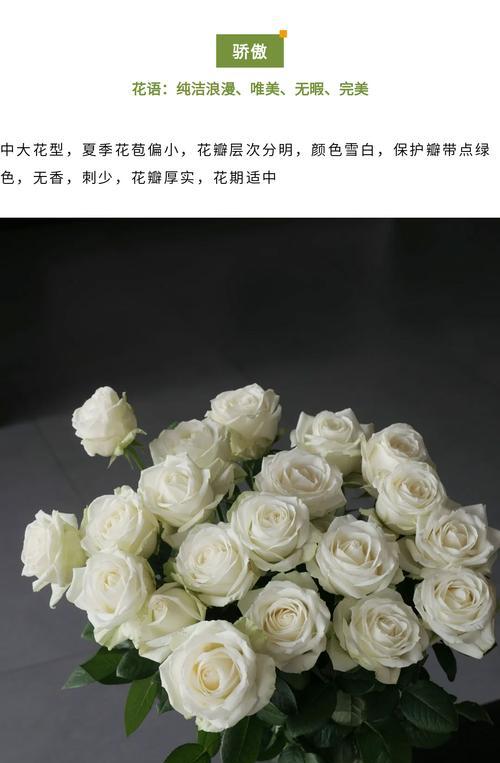白玫瑰与哪些花搭配更显优雅？如何进行花艺设计？