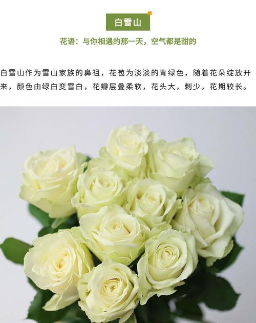 白玫瑰与哪些花搭配更显优雅？如何进行花艺设计？