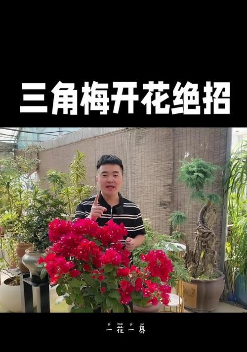三角梅如何才能多开花？怎样进行修剪和施肥？