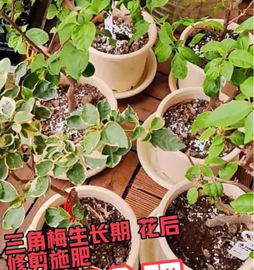 三角梅如何才能多开花？怎样进行修剪和施肥？