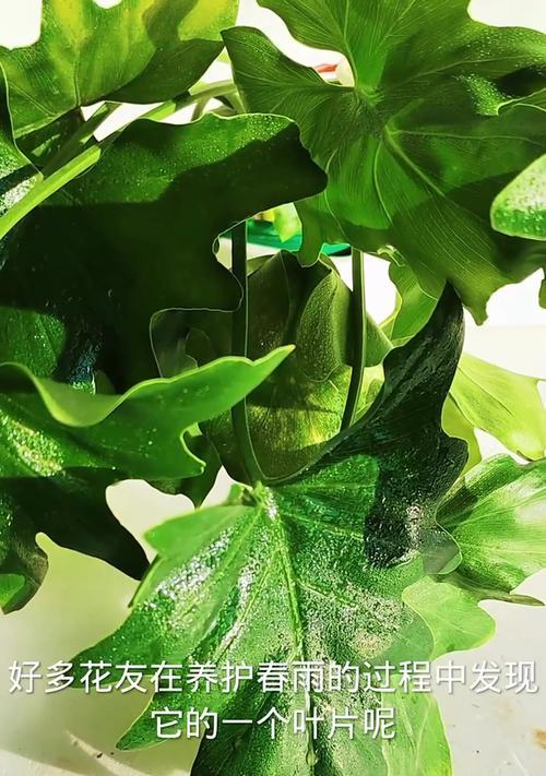 植物叶子卷曲的原因是什么？如何解决？
