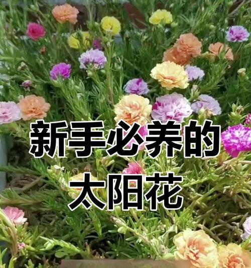 向日葵的正确养殖方法是什么？