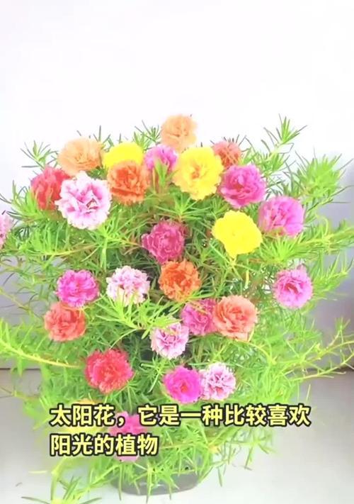 向日葵的正确养殖方法是什么？