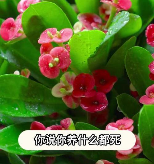 铁海棠开花时间是什么时候？如何促进开花？