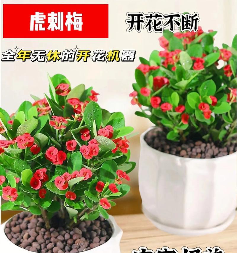 铁海棠开花时间是什么时候？如何促进开花？