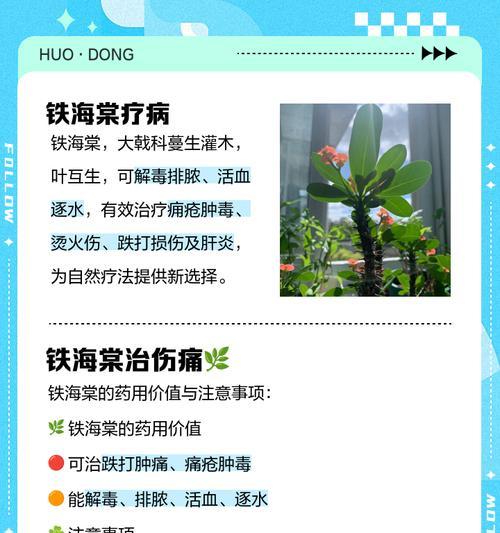铁海棠开花时间是什么时候？如何促进开花？