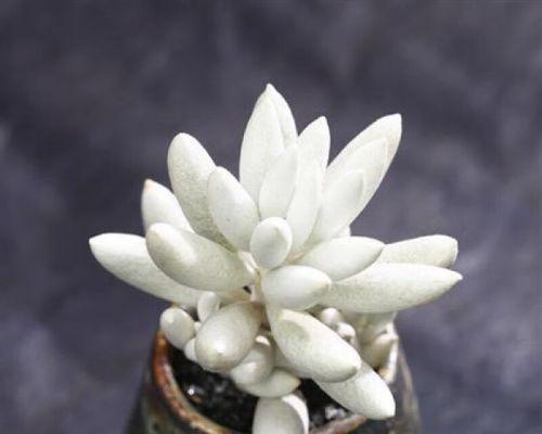 白雪公主盆栽的养护技巧有哪些？如何保持白雪公主盆栽的健康？