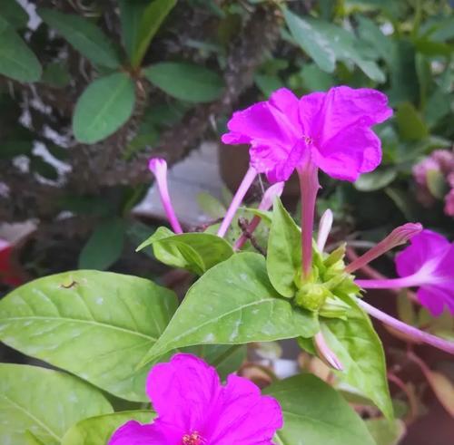 六月份有哪些花卉盛开？如何进行养护？