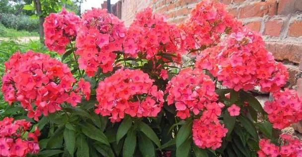 六月份有哪些花卉盛开？如何进行养护？