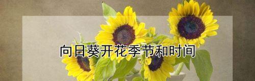 向日葵开花时间是什么时候？如何确保它们按时绽放？