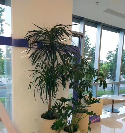 办公室适合摆放哪些植物？如何选择既美观又实用的植物？