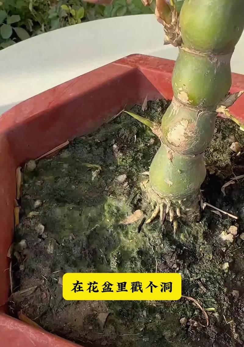 金枝玉叶烂根的原因及预防措施是什么？