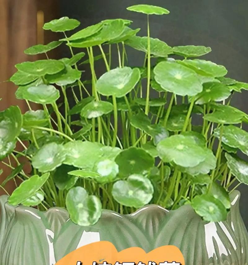 水培铜钱草修剪方法是什么？如何保持铜钱草的美观？