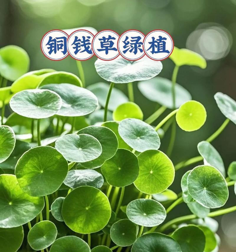 水培铜钱草修剪方法是什么？如何保持铜钱草的美观？
