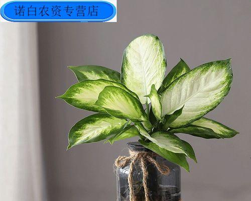 银皇后万年青的养护要点有哪些？遇到问题怎么办？