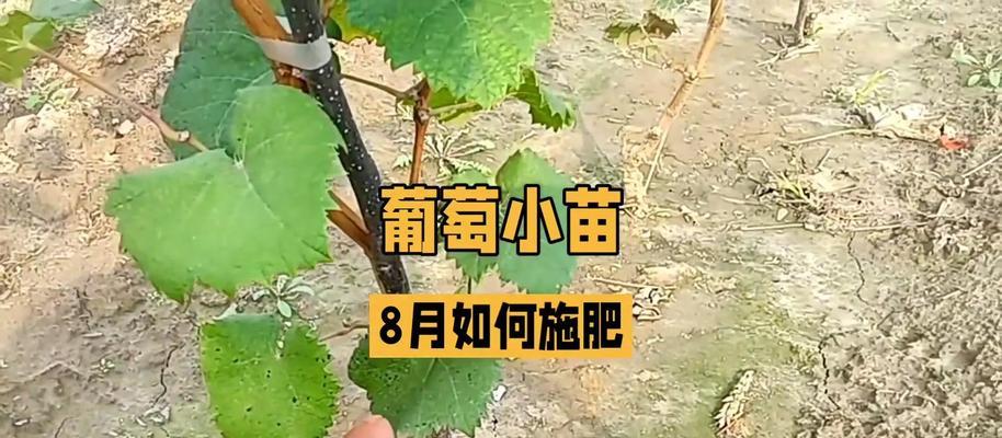 阳光玫瑰葡萄施肥的最佳方法是什么？如何使用水肥一体设施？