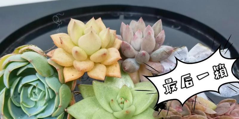 多肉黄金象牙的养殖方法是什么？如何保持其颜色？