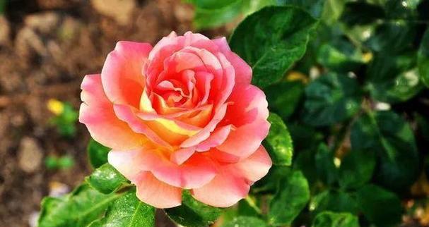 中国的国花是什么？中国国花有哪些象征意义？