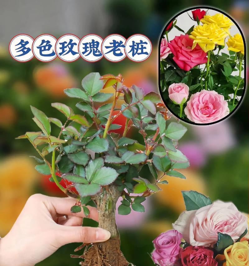 玫瑰花的正确养护方法是什么？如何延长花期？