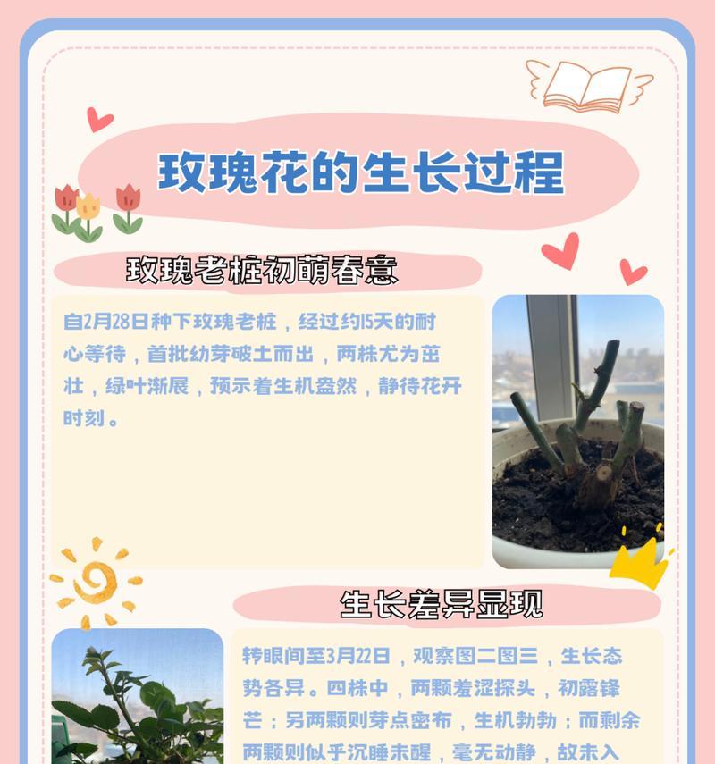 玫瑰花的正确养护方法是什么？如何延长花期？