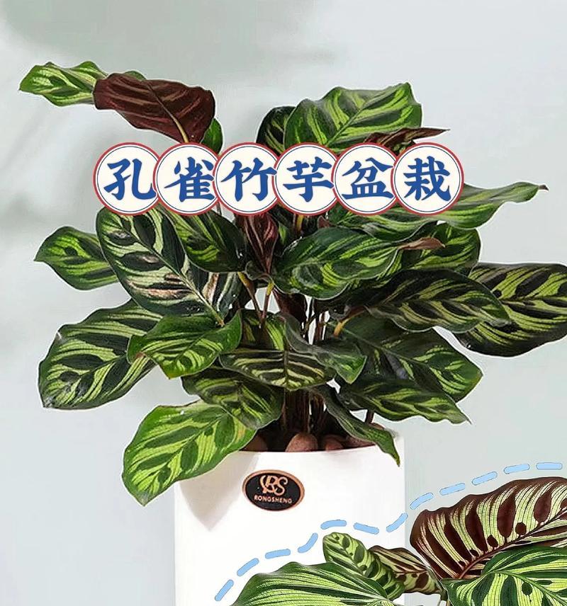 孔雀竹芋的养殖技巧有哪些？如何保持其鲜艳的色彩？