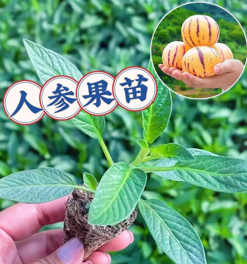 盆栽人参的正确方法是什么？如何确保人参生长健康？