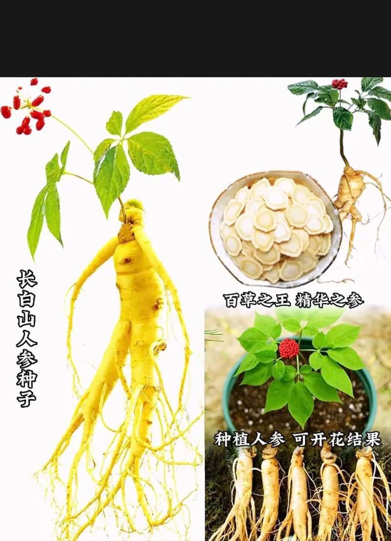 盆栽人参的正确方法是什么？如何确保人参生长健康？