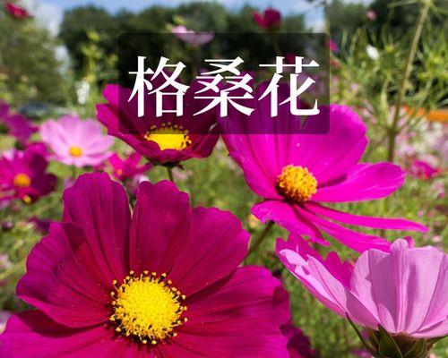 格桑花的花语有何含义？格桑花语代表什么？