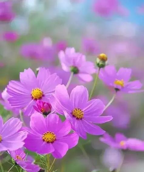 格桑花的花语有何含义？格桑花语代表什么？