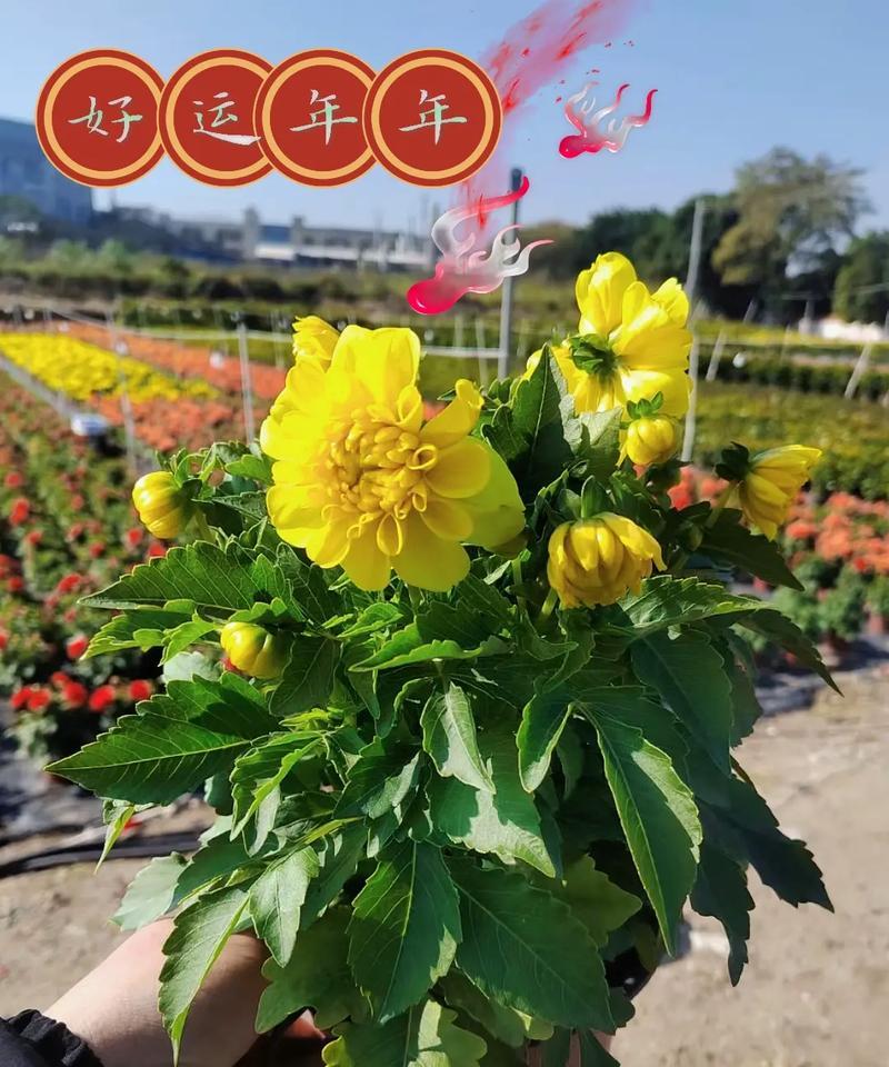热搜中漂亮的花语有哪些含义？