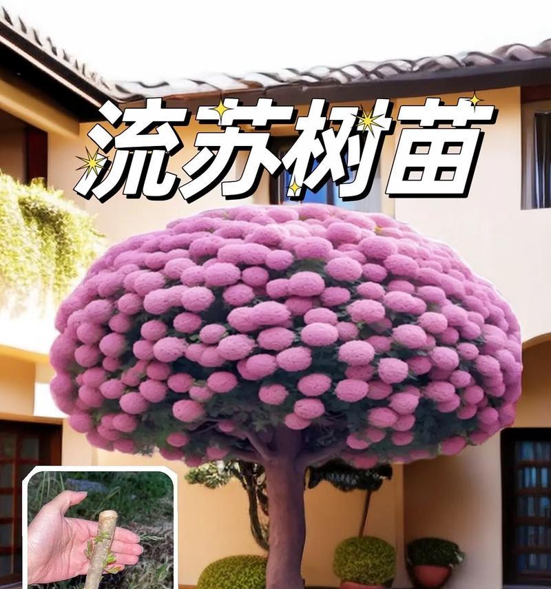 流苏花的花语有哪些？