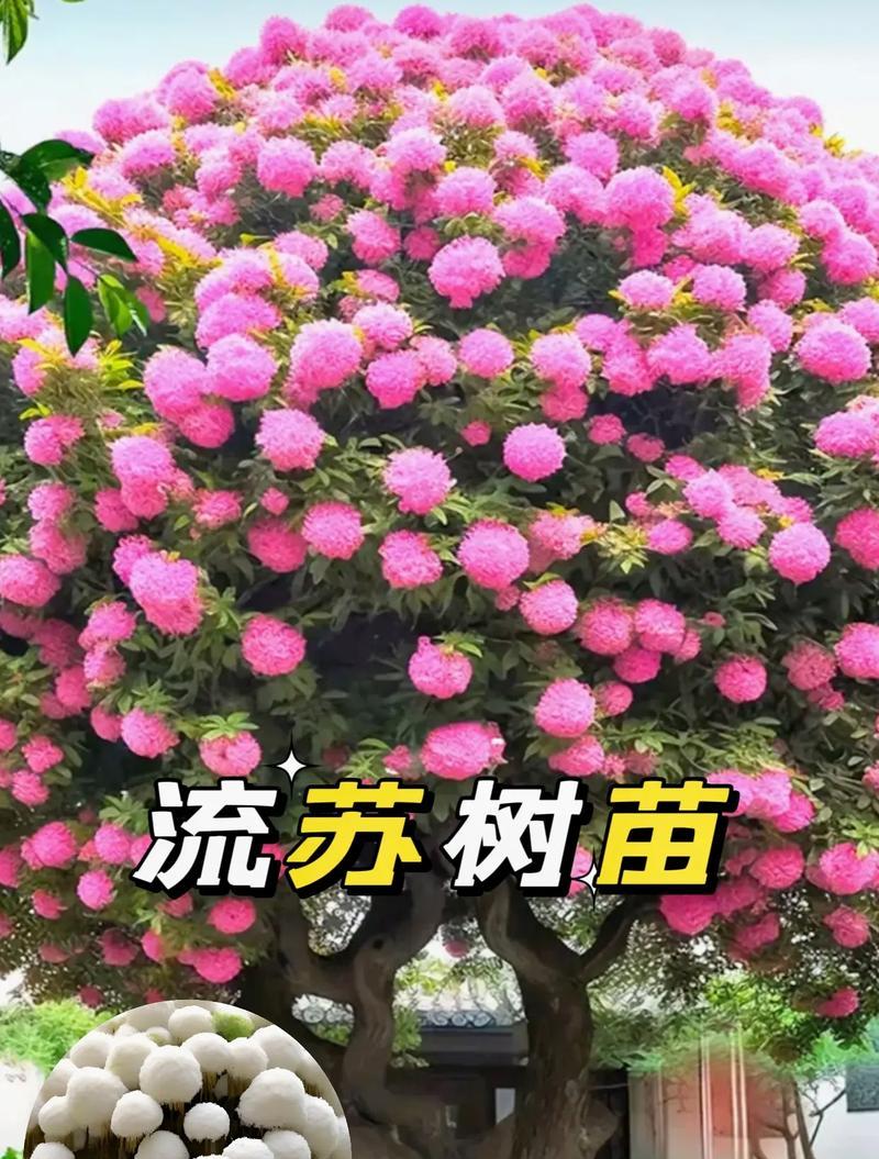 流苏花的花语有哪些？