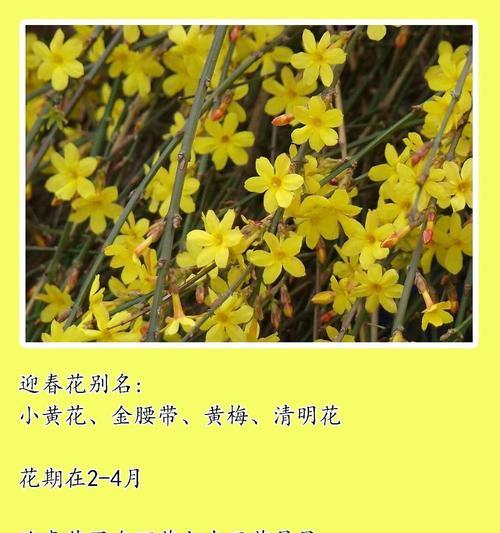 哪种花的花语能形容少女的美？这种花语有何特别之处？