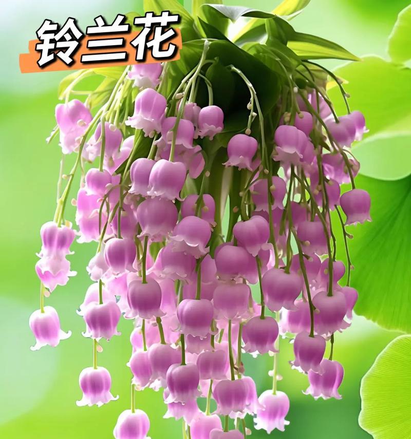 孙策配铃兰花语是什么？它代表了什么意思？
