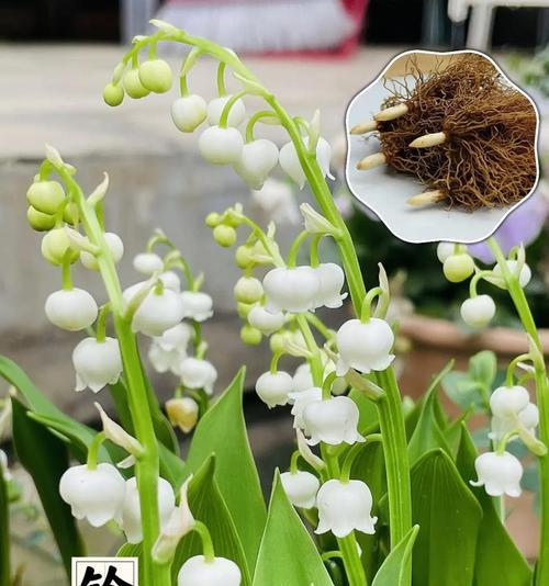 孙策配铃兰花语是什么？它代表了什么意思？