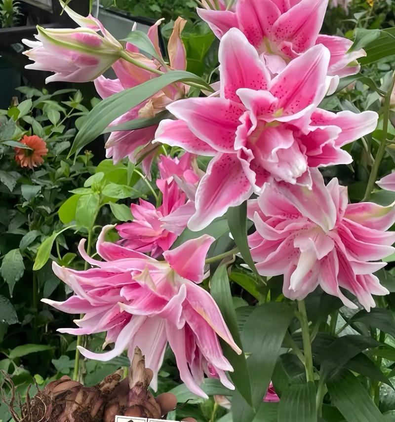 哪种花语象征着一切顺利？它通常用于什么场合？