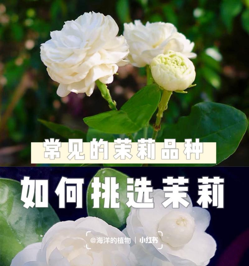 香槟茉莉的寓意花语有哪些？香槟茉莉代表什么花语？