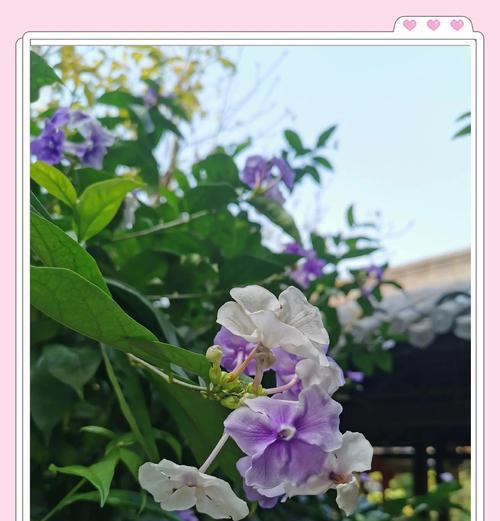 香槟茉莉的寓意花语有哪些？香槟茉莉代表什么花语？