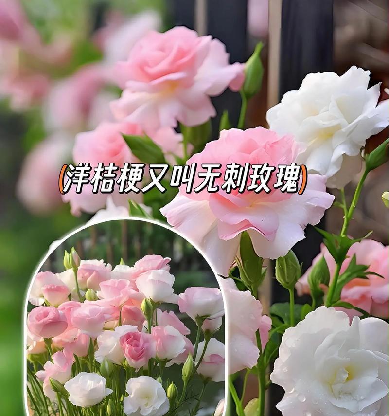 洋桔梗有哪些独特的花语？