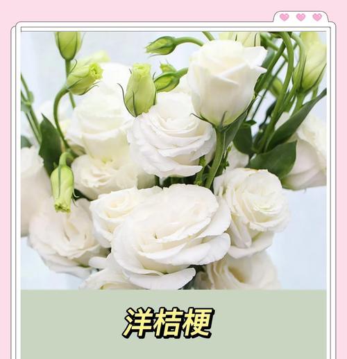 洋桔梗有哪些独特的花语？